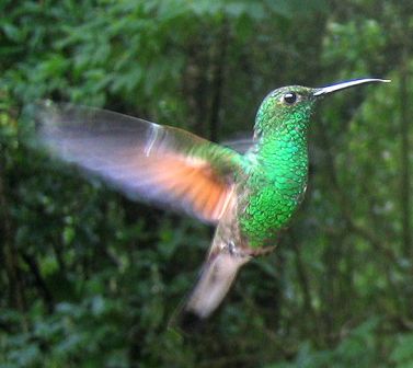 Stripe-tailed hummingbird in flight